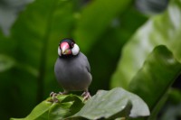 /album/fotogalerij1/vogel-3-jpg/